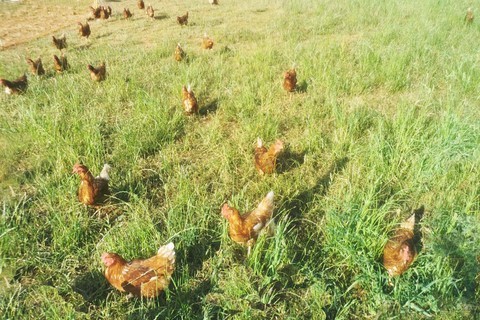 poules